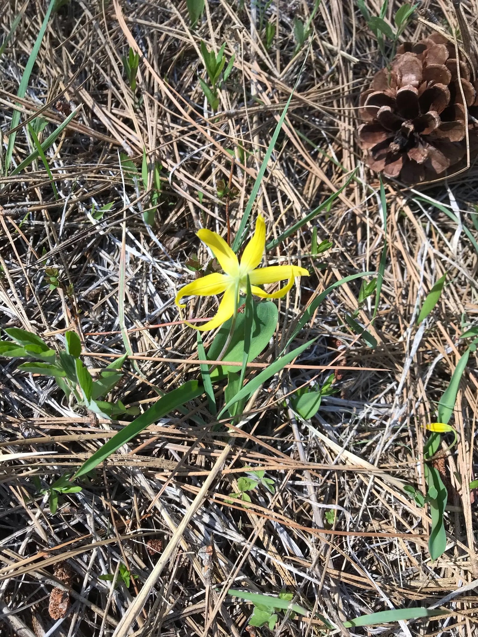 BREATHE & HOPE (AND WHAT THE FUTURE MAY HOLD Yarn Folk
