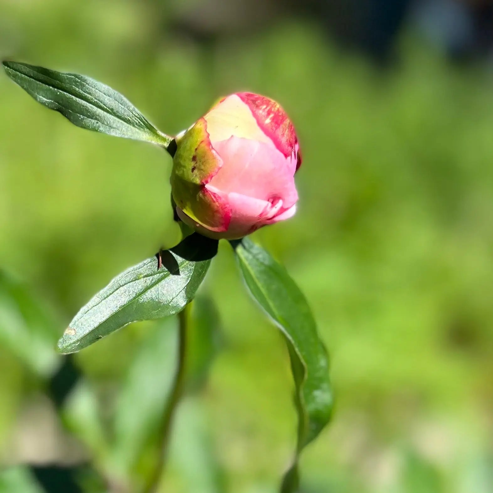 Christmas in July? (Yes) Yarn Folk