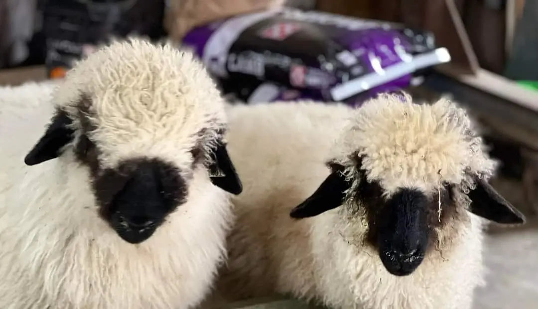 FiberFest In the Valley & Have a Ball Fall Crawl this weekend! Yarn Folk