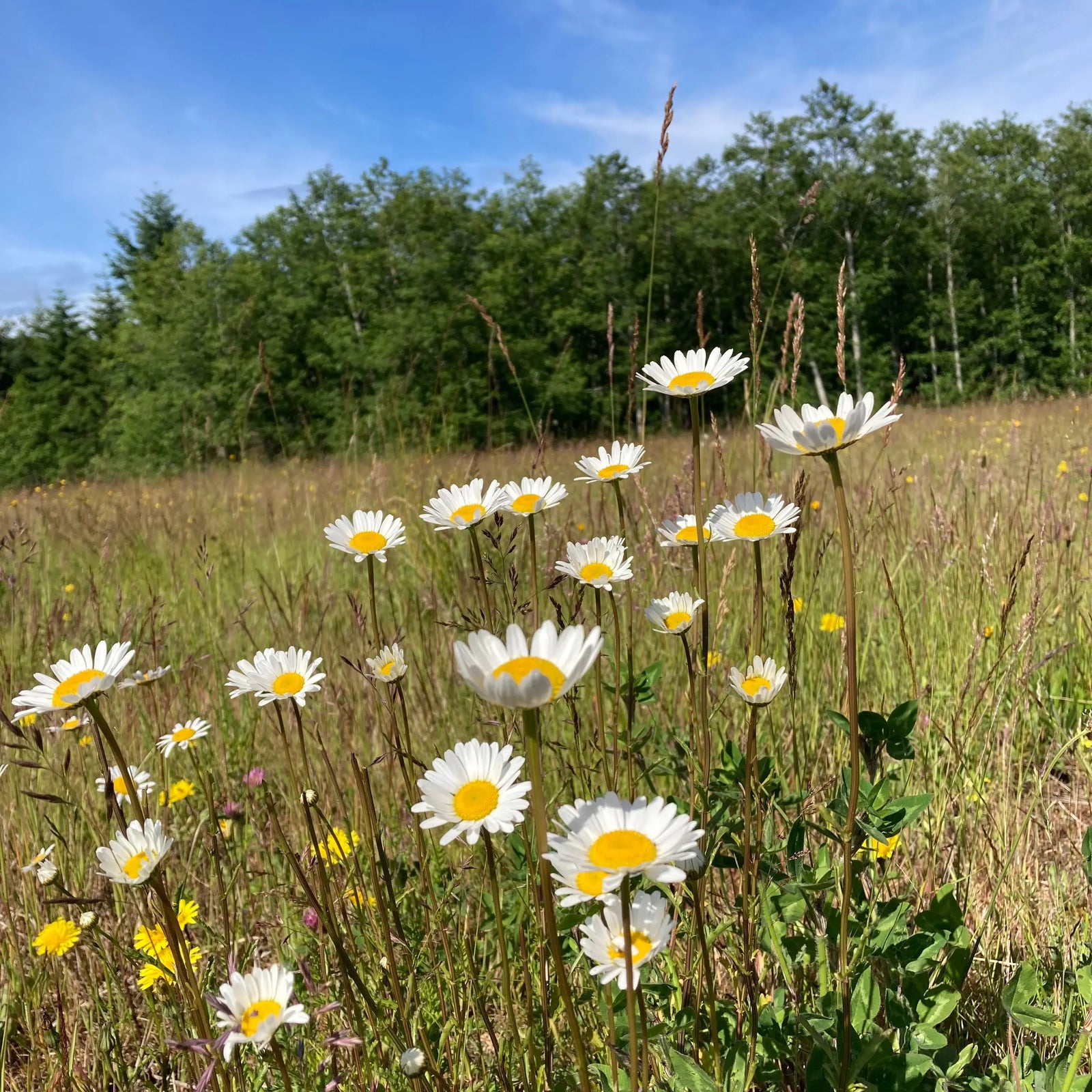 Lovin' on Lopi Yarn Folk