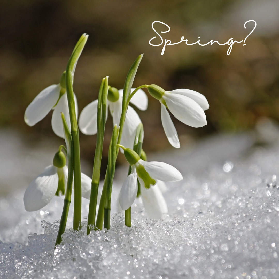 Looking ahead to Spring on a snowy day ❄️🌷❄️🌷❄️